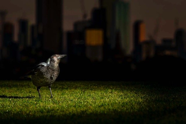 Thanks  @AnneAulsebrook. So light at night keeps pigeons awake but the colour of the light (white/amber) does not make a difference. What about sleep in other birds? Does the colour of light matter? We looked at the  #AustralianMagpie for answers. Pic: @DougGimesy  #SCBMelb20