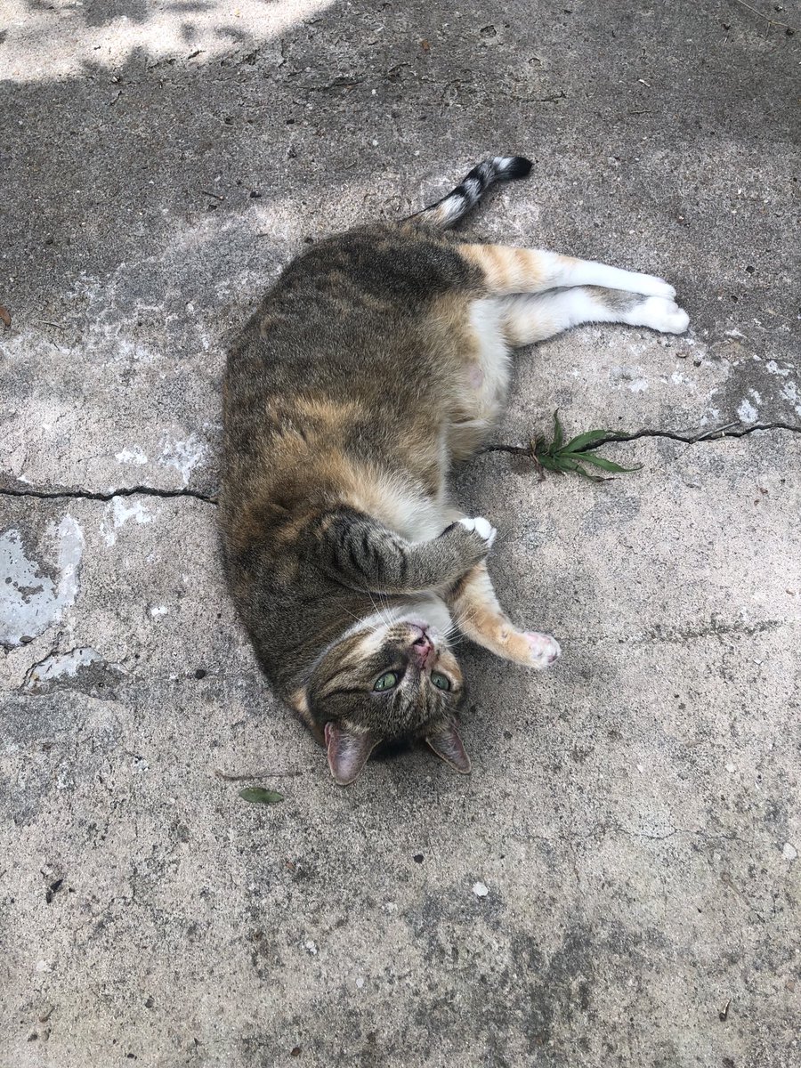 emstorrow's tweet photo. Life update: ⁦@worthsmith⁩ and I have been adopted by a stray cat and she now runs the household. Twitter, meet Margaret. https://t.co/uhzfEJrOH6