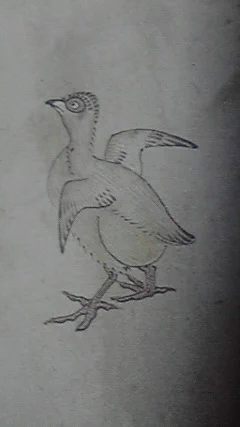 寒号ちゃん(全裸鳥)だ 