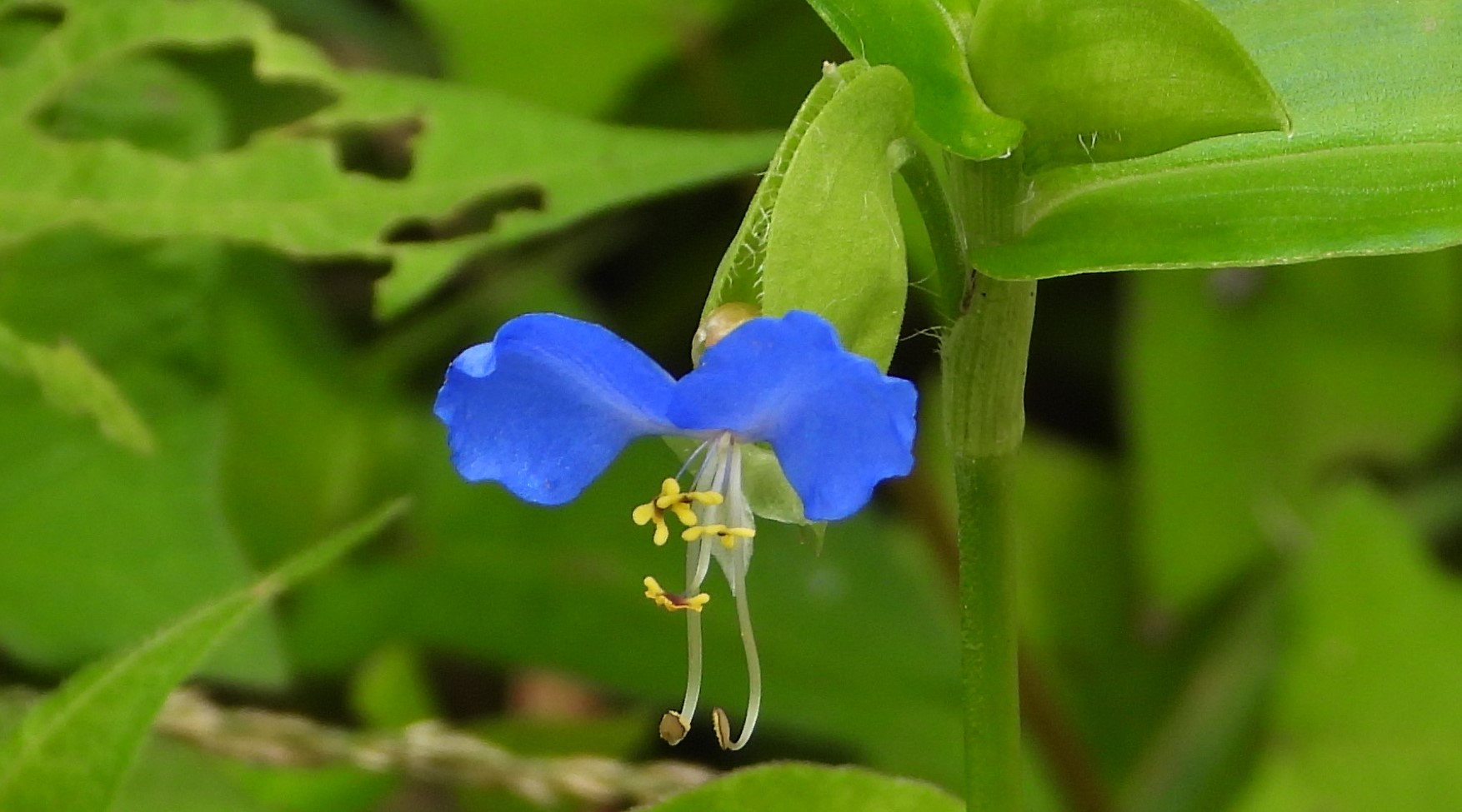 تويتر 佐潟水鳥 湿地センター على تويتر 佐潟の植物 佐潟 の道端で ツユクサ 露草 の青い花が咲いています 朝咲いた花が昼にはしぼむことから そのはかなさを朝露にたとえたのが名前の由来など諸説あります 花期は6月から10月です 俳句では 露草 月草