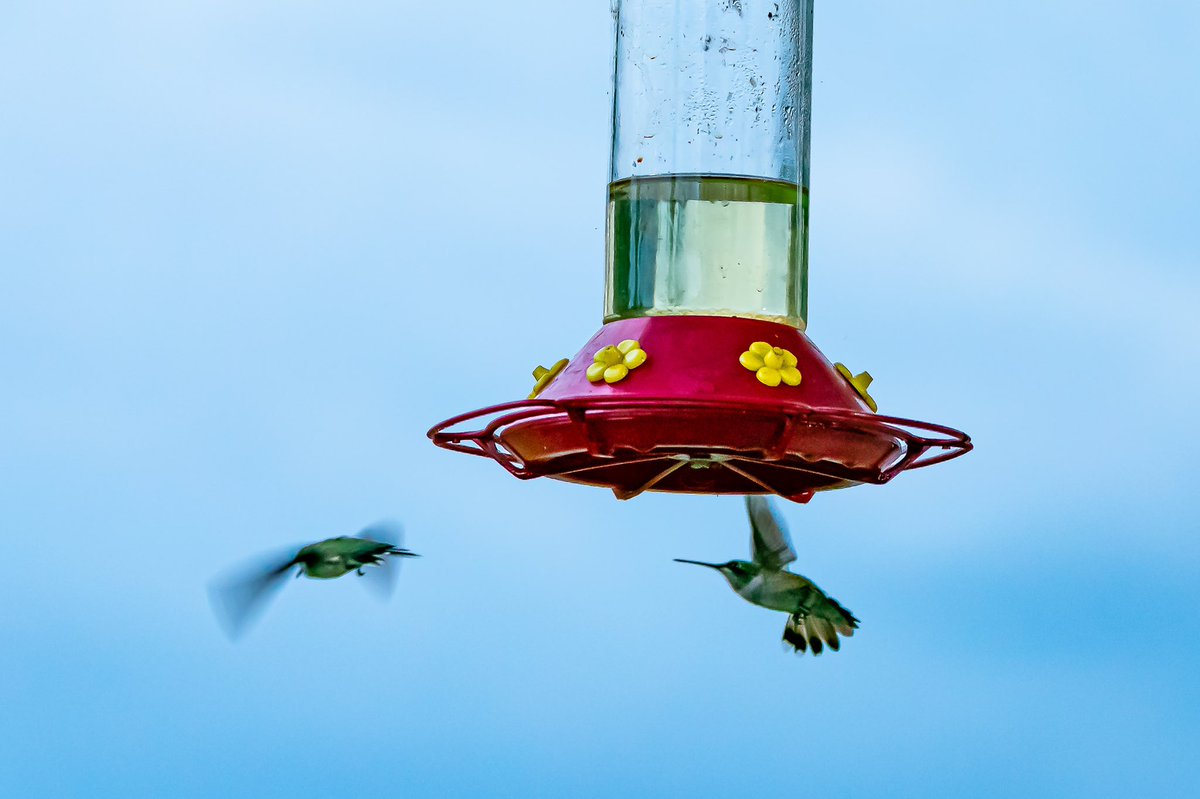 Hummingbirds in the backyard. Shot with my Sony A9 with a Sony 100-400 lens @sonyalpha @sonyalphagallery @sonyalphasclub @natgeoyourshot @outdoorphotomag #sonya9 #sony100400gm 
#hummingbird #hummingbirds #nature #wildlifeconservation #wildlifeonearth #birdsphotographer