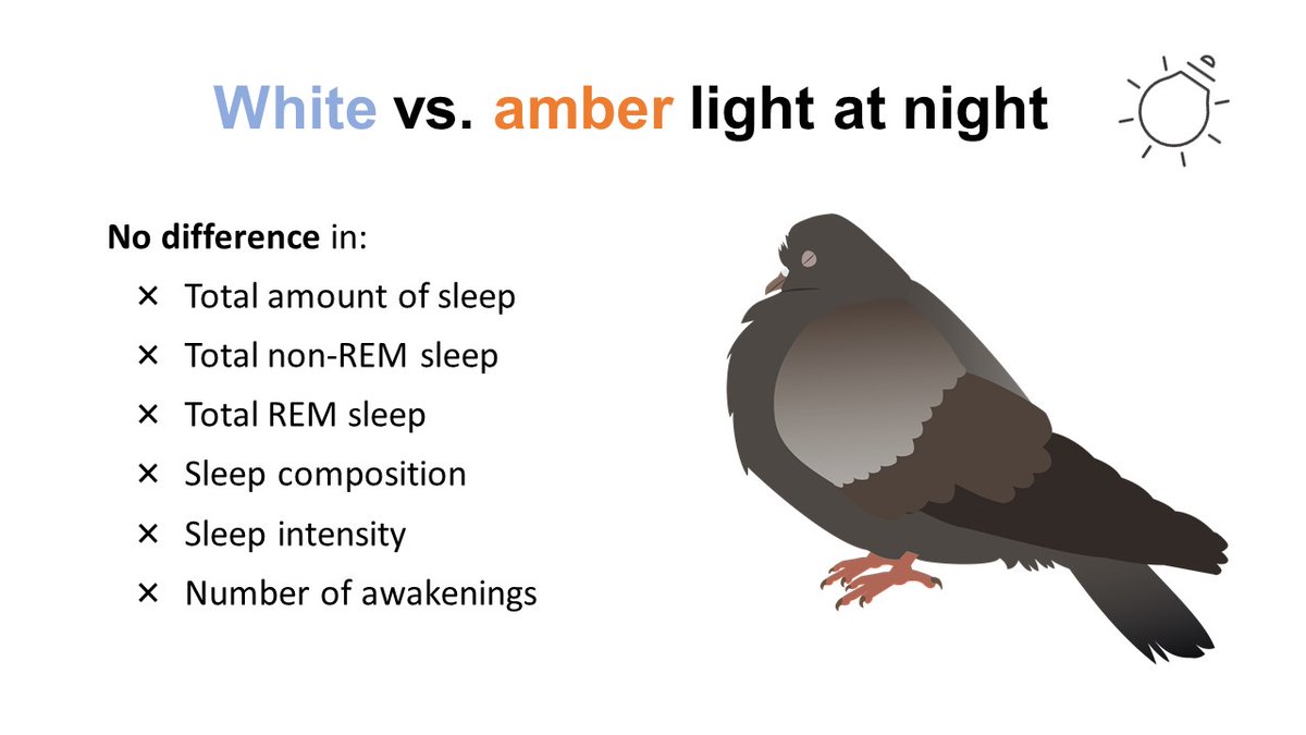 Was amber lighting better for pigeon sleep? I was hoping it would be. It wasn't.The effects of white and amber light at night on pigeon sleep were extremely similar. Full results now in  @CurrentBiology:  https://doi.org/10.1016/j.cub.2020.06.085Pigeon illustration:  @JGMussoi #SCBMelb20 4/5