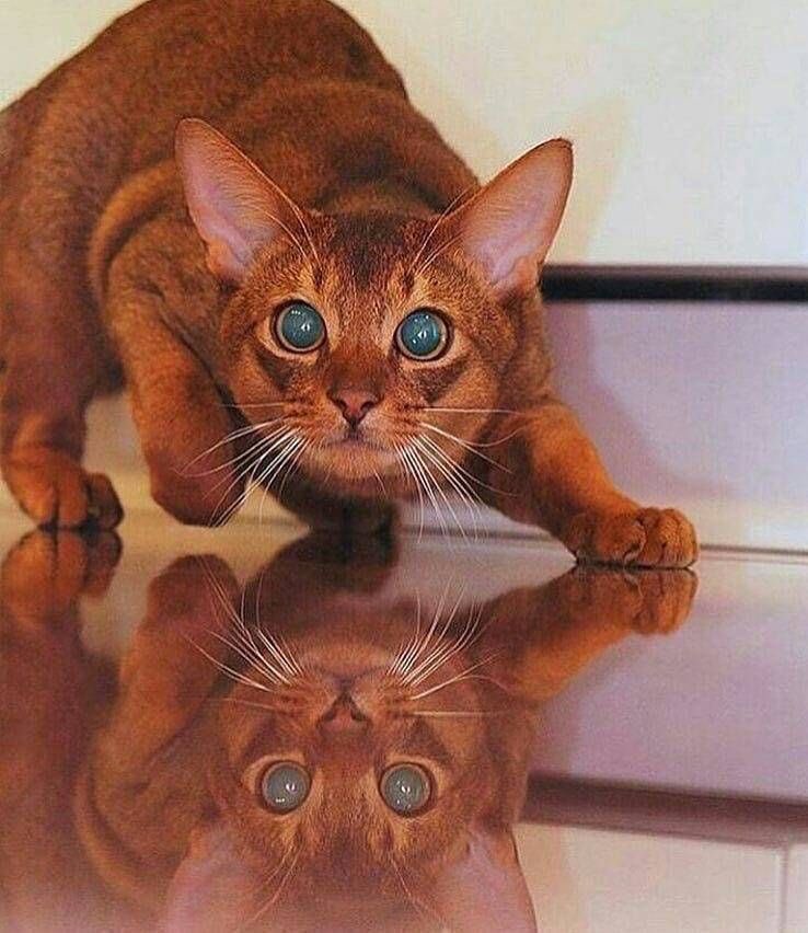 FUN REFERENCE IMAGES,, A THREAD 