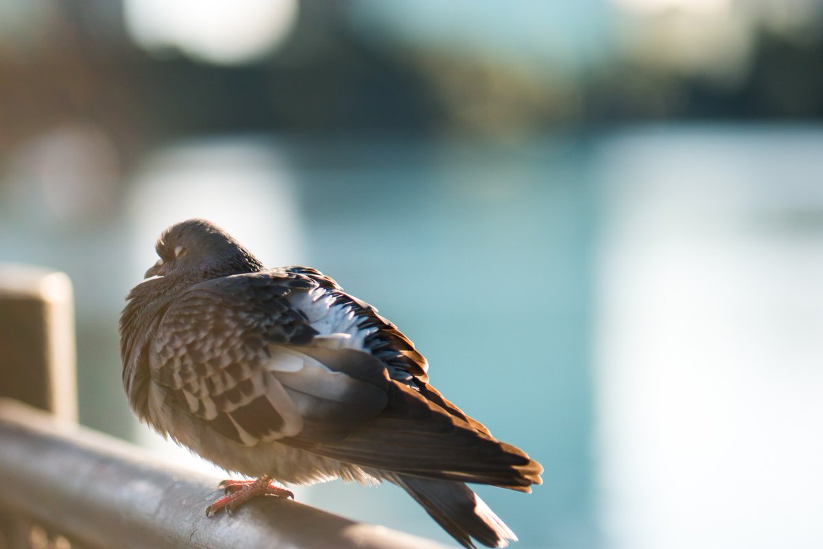Big thanks to my PhD supervisors John Lesku,  @Theresabemused & Raoul Mulder and co-authors  @beardedbirder  @johnsson_d  @MichelleLHall6 & Alexei Vyssotski. Thanks also to  @ElizaKThompson who watched lots of boring pigeon videos for me!Image: Daniel Ruyter / Unsplash