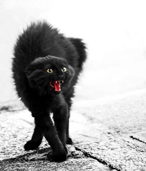 FUN REFERENCE IMAGES,, A THREAD 