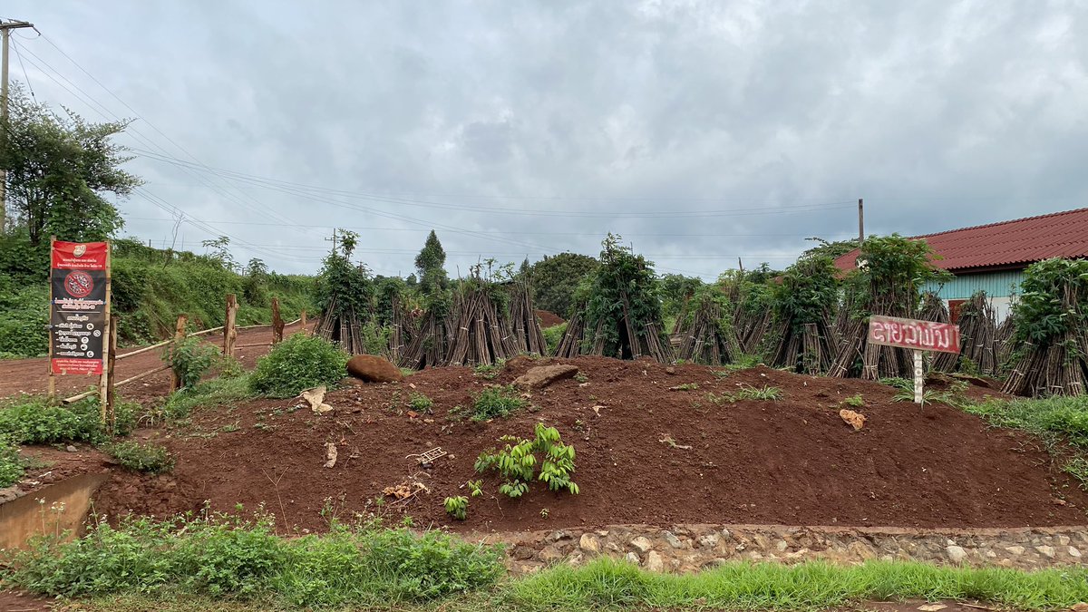CassDiseaseAsia's tweet photo. #COVID19 sign next to #cassava stems for sale in #Salavan 🇱🇦 With CassavaWitchesBroom (#CWBD) in the district &amp; CassavaMosaicDisease (#CMD) knocking on the door, some new signs are urgently needed. @WJCuellar @ErikDee3 @KhonesavanhChi1 @PinkhamVongpha1 @ACIARAustralia @RTB_CGIAR https://t.co/rg5TRd1LKB
