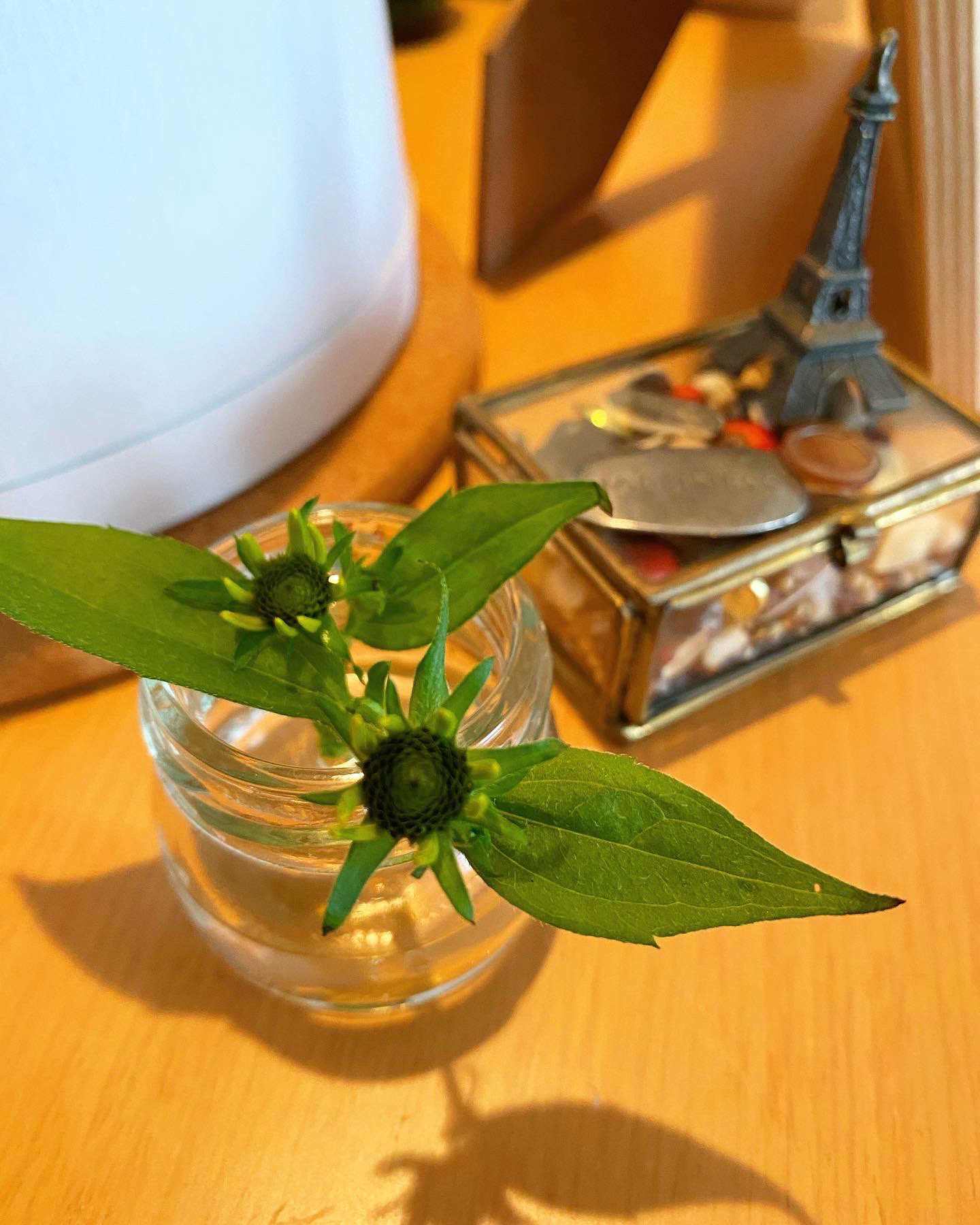 Mikotoyoshinaga 植物のある暮らし 植物のある生活 ハーブのある暮らし ハーブブーケ ベランダ栽培 観葉植物 インテリアグリーン モンステラ リンゴンベリー ゼラニウム ローズマリー アロマティカス カルダモン ハッカ エキナセア