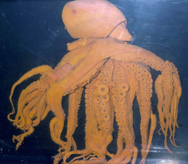 @akatsuki_ako @Bonezine 鳥羽水族館に141本に枝分かれした脚を持つタコが展示されてるそうですよ。 