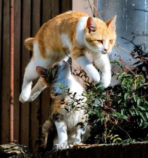 FUN REFERENCE IMAGES,, A THREAD 