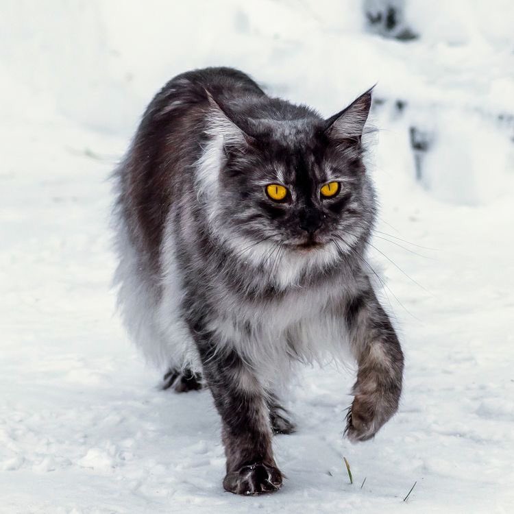 FUN REFERENCE IMAGES,, A THREAD 