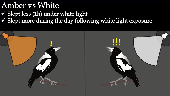 So, was amber light better for magpie sleep? Yes! Under white light magpies slept 1 hour less than under amber light, and then slept more the next day to make up for it. Our results are now published in @CurrBiol:  https://doi.org/10.1016/j.cub.2020.06.085 #SCBMelb20