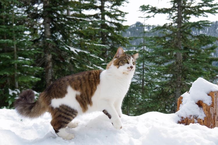 FUN REFERENCE IMAGES,, A THREAD 