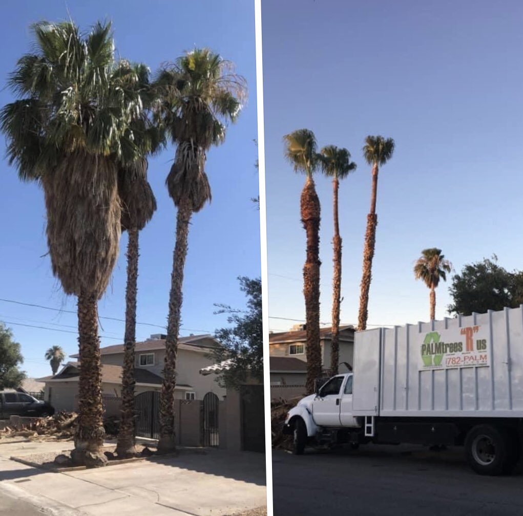 PalmtreesR's tweet image. 