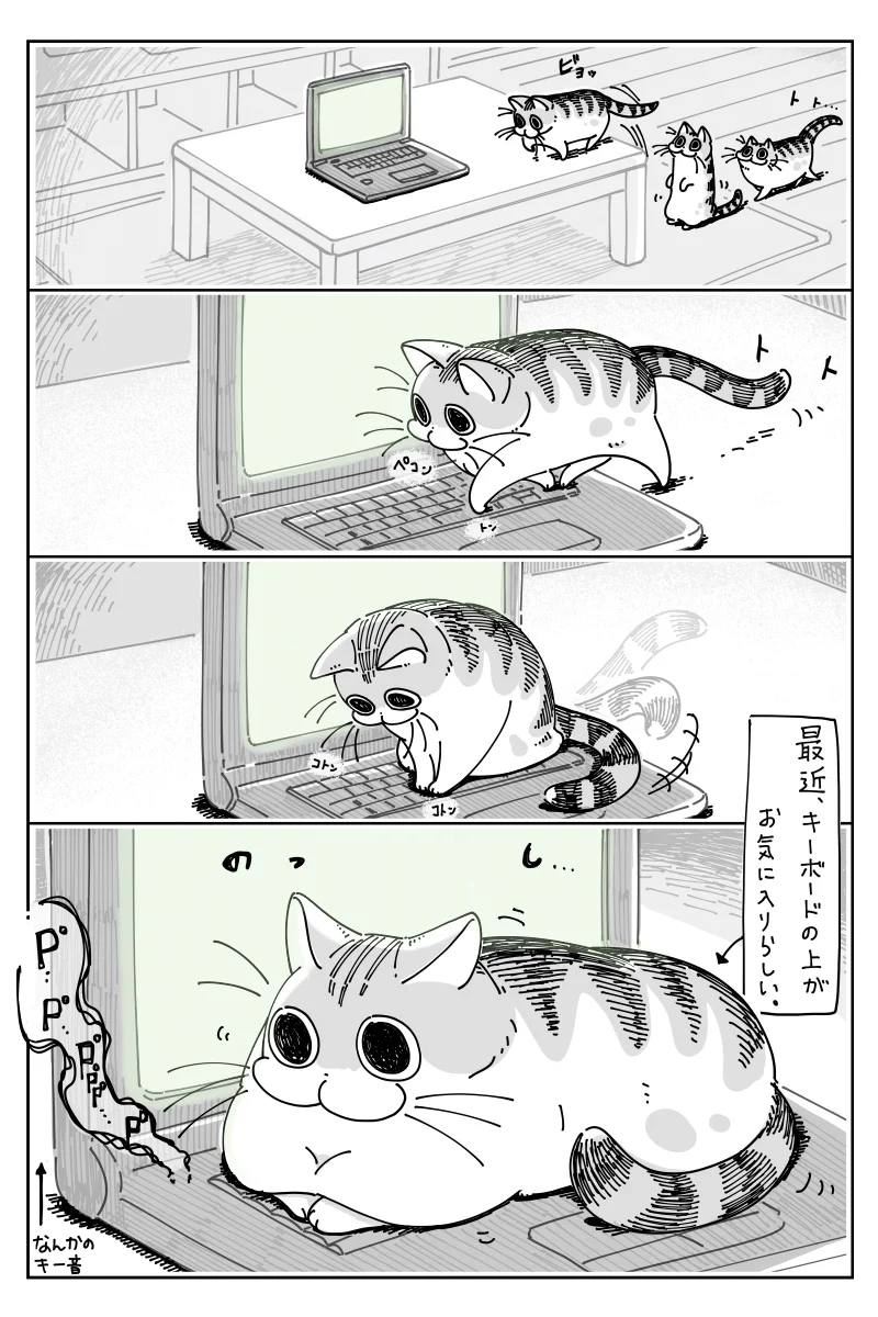 キーボードの上に乗る猫だけど？キーボードを打つ様子を想像して思わずほっこり！