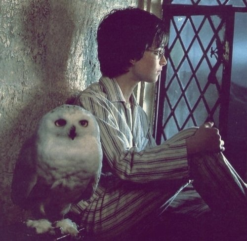 ProfessorDum's tweet photo. Hoje o Harry Potter está fazendo 40 anos de vida em nossos corações. 
Feliz aniversário, Harry Potter! Nós te amamos! Always!  #HappyBirthdayHarryPotter https://t.co/zworkZrG2W