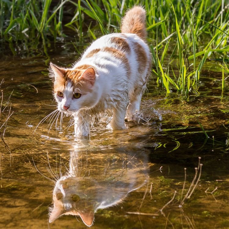 FUN REFERENCE IMAGES,, A THREAD 