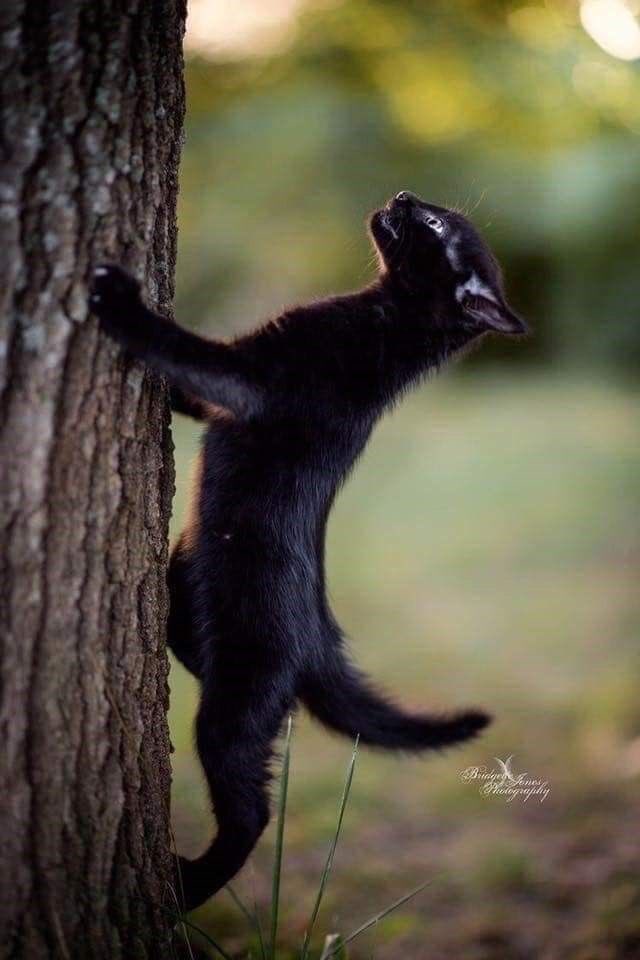 FUN REFERENCE IMAGES,, A THREAD 