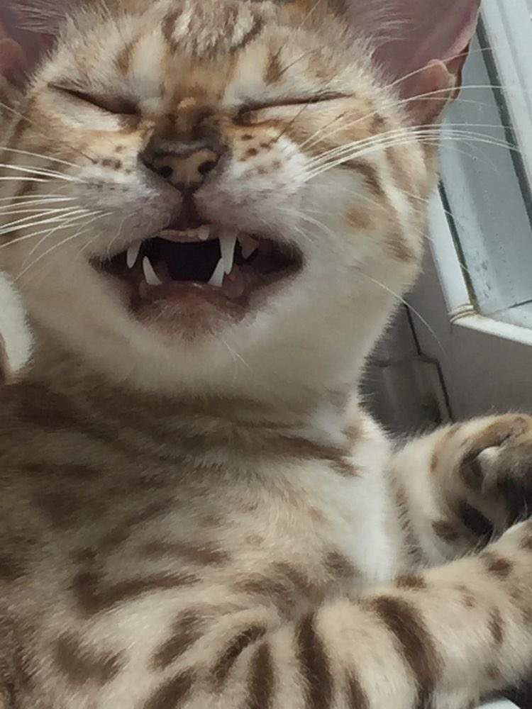 FUN REFERENCE IMAGES,, A THREAD 