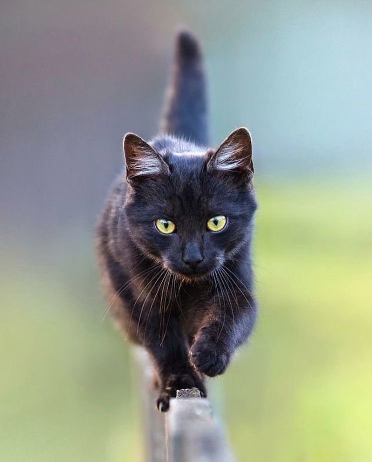 FUN REFERENCE IMAGES,, A THREAD 