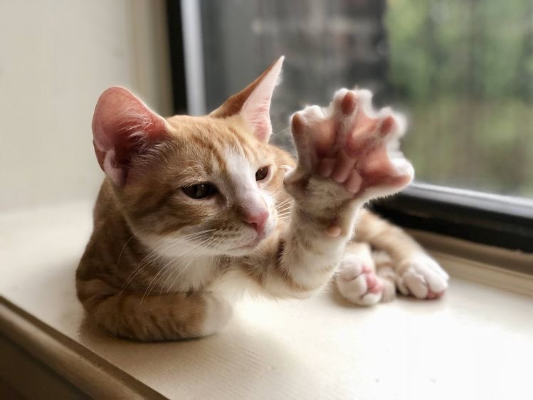 FUN REFERENCE IMAGES,, A THREAD 