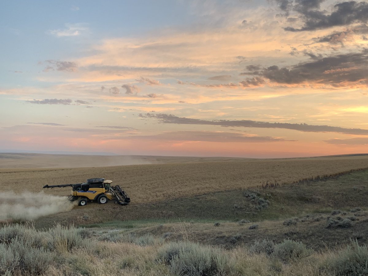 Harvesting Winter Wheat in Big Sky County <a href="/lpetersenfarms/">Lee Petersen🧢</a>