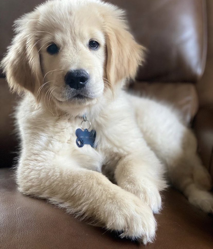 Astro the Golden tweet media