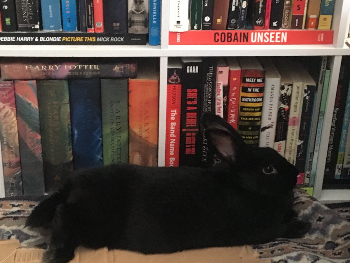 missaudiophile's tweet photo. @markhoppus A sampling of my books, with Sadie the bun acting as Vanna White https://t.co/WRrWkRcNCG