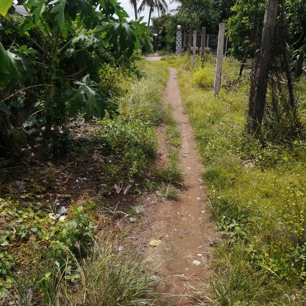 I cleared all my lemon grass for the people to carry the coffin to the grave site. Without the lemon grass. The snakes are coming back. This whole road belongs to us. We fence it and leave a road for people to travel.