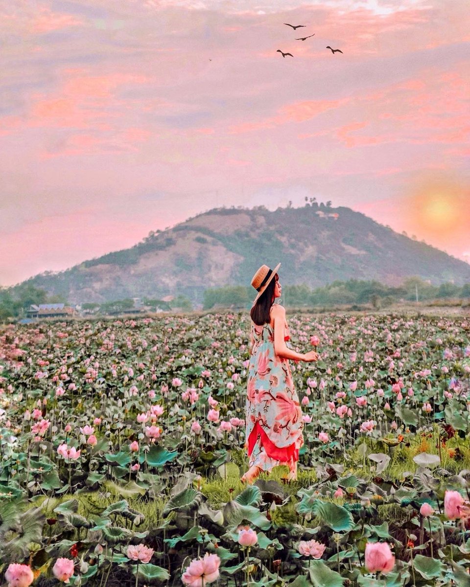 siemreapnet's tweet photo. Looking for a sunset spot outside Angkor Archaeological Park? 🌞 The lotus farms along the way to Phnom Krom and Tonle Sap are a great option. 🌺 Enjoy a relaxing afternoon, try some local food and end the day with a stunning Cambodian sunset! ✨
.
📸 Photo by @zarathh_shy (IG) https://t.co/3rLcG28UDm