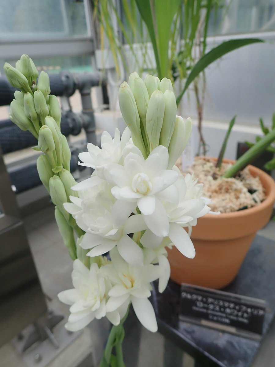 神代植物公園 ニュース スタッフより 園芸係 月下香 ゲッカコウ の花が開花しました 月下香は キジカクシ科の植物 で 原産地は南米のメキシコともアンデス山脈ともいわれてますが不明 別名はチューベローズ 名前のとおり 夜に強い芳香を放ち 神代植物公園 ニュース スタッフより 園芸係 月下香 ゲッカコウ の花が開花しました 月下香は キジカクシ科の植物 で 原産地は南米のメキシコともアンデス山脈ともいわれてますが不明 別名はチューベローズ 名前のとおり 夜に強い芳香を放ち