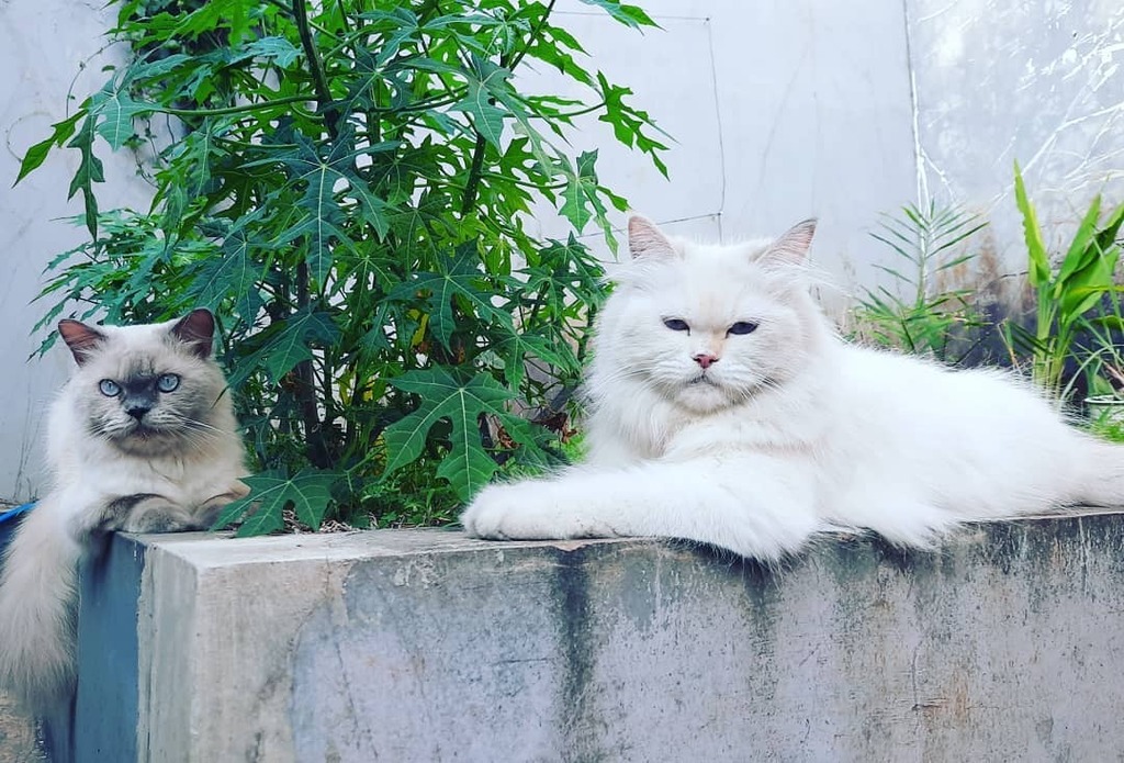 indocatpost's tweet photo. Happy ied adha.. Hari ini babang shiro datang silaturahmi kerumahku π»
.
Follow IG/Twitter : @indocatpost
YouTube : https://t.co/Wt1y1qtLnF
FB : https://t.co/kxVwNGiBsP
.
#kucing #kucinglucu #kucingpersia #kucingtalks #kucingindonesia #kucingku #kucinga⦠https://t.co/ht46ijAL4K https://t.co/YxKLH7sDSS