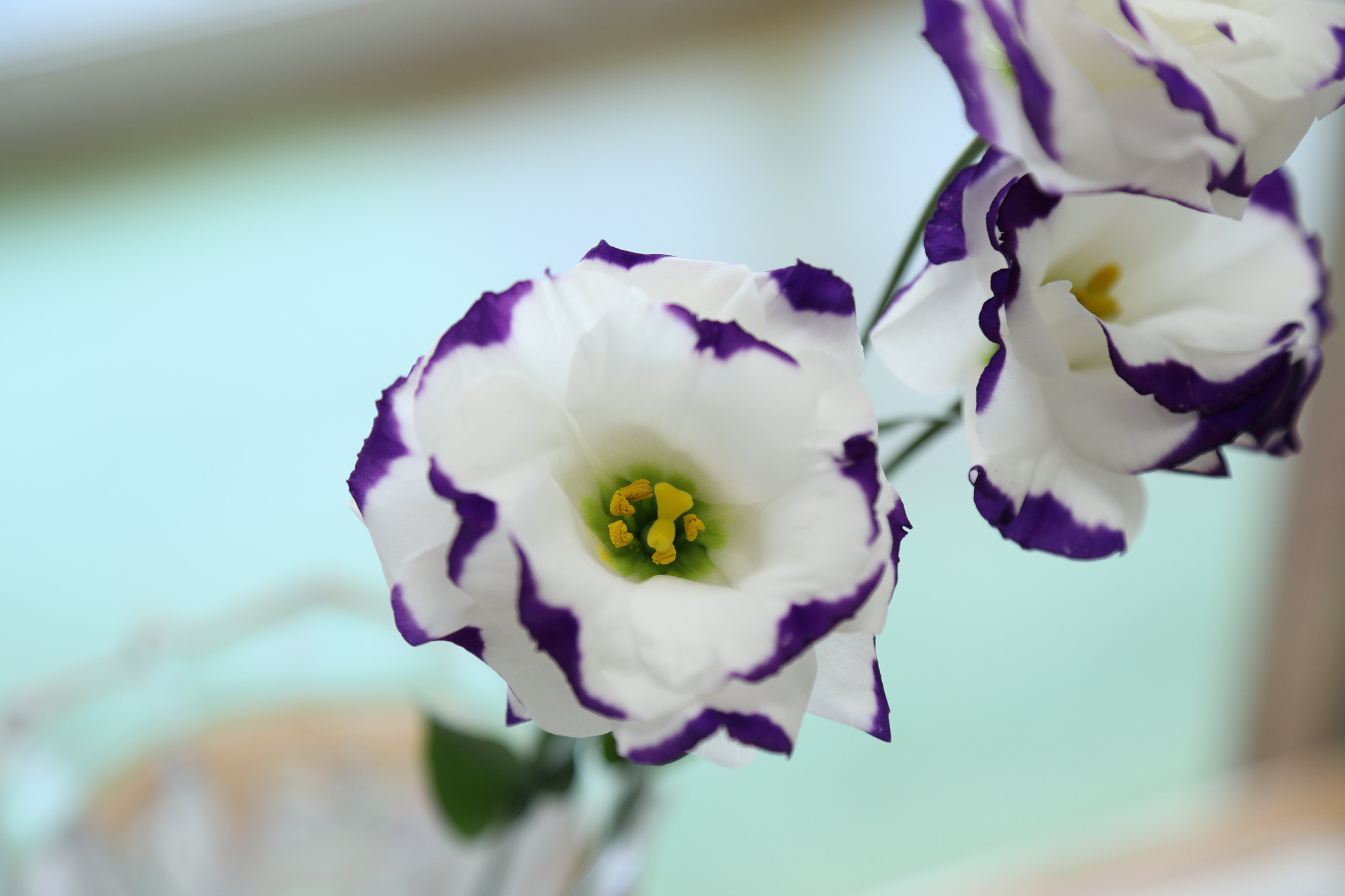 フォトスタジアム松田 トルコキキョウの花言葉は 優美 すがすがしい美しさ 紫のトルコキキョウの花言葉は 希望 白の トルコキキョウの花言葉は 思いやり ピンクのトルコキキョウの花言葉は 優美 T Co Fnm9boxqw7 Twitter