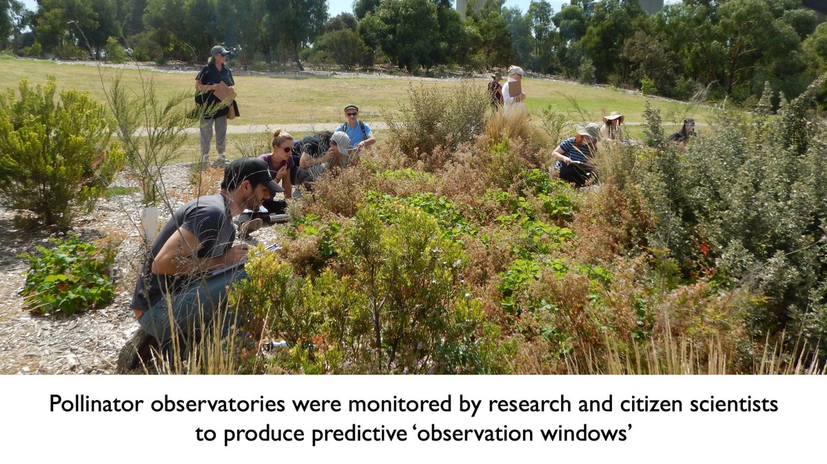 BlytheVogel's tweet photo. 2/ To discover when and where to see #insectpollinators, we established #PollinatorObservatories @westgatebio.
#PollinatorObservatories are a network of 12 flowering plants, monitored for plant-pollinator interactions by research and #CitizenScientists 🧑🔬🧍🔎
#SCBMelb20 https://t.co/plMq0ipxSB