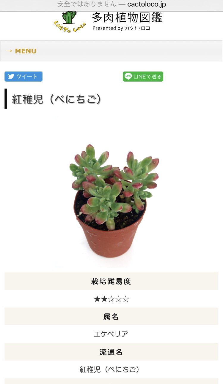 Rei ええっ エケベリアのマクドガリーって紅稚児って品種名で販売されてたりするの Twitter