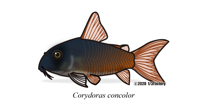 1 3factory コリドラス コンコロールcorydoras Concolor 描きながら Concolor コンカラー 紺カラー とか馬鹿なことを考えていたけれど Concolorは単色という意味で 紺ではない 笑 アクアリウム 魚イラスト 熱帯魚 Fishillustrasion 魚