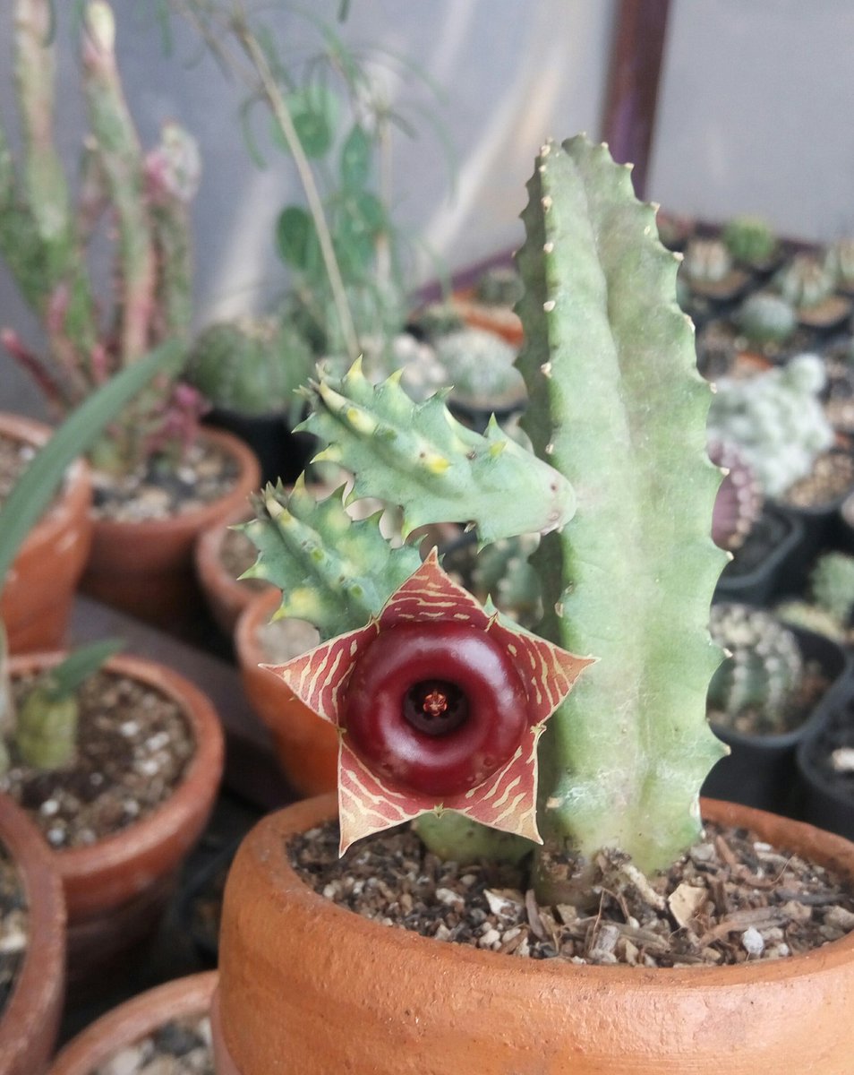 #Blooming Huernia zebrina varigata, warlok jimbabwe ada yang nyebutnya lifesaver plant, orang bule bilang bahasa kerennya owl eyes. Kalo akamsi liat bunganya bilang bungkusable.