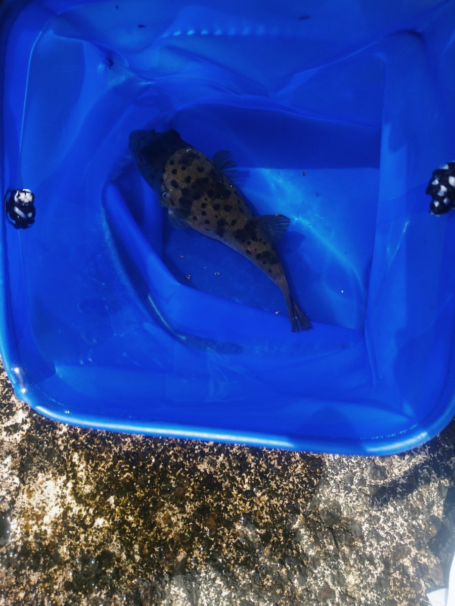 賢島の宿 みち潮 みち潮から徒歩2分の釣り場があります 竿 撒き餌 エサをセットで 1000でご利用頂けます 今日は 朝食の後釣りに行かれた父娘さんを撮影させて頂きました フグが釣れた後 メバルが釣れたそうです