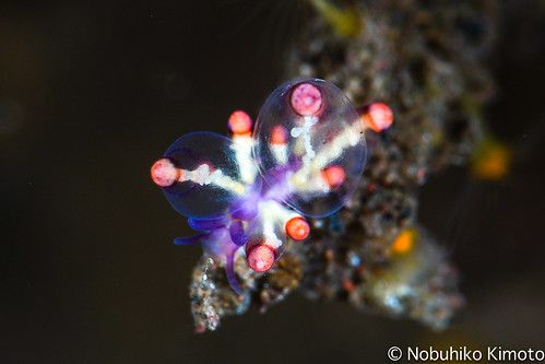 Tweets With Replies By 世界のウミウシ Seaslug World Twitter