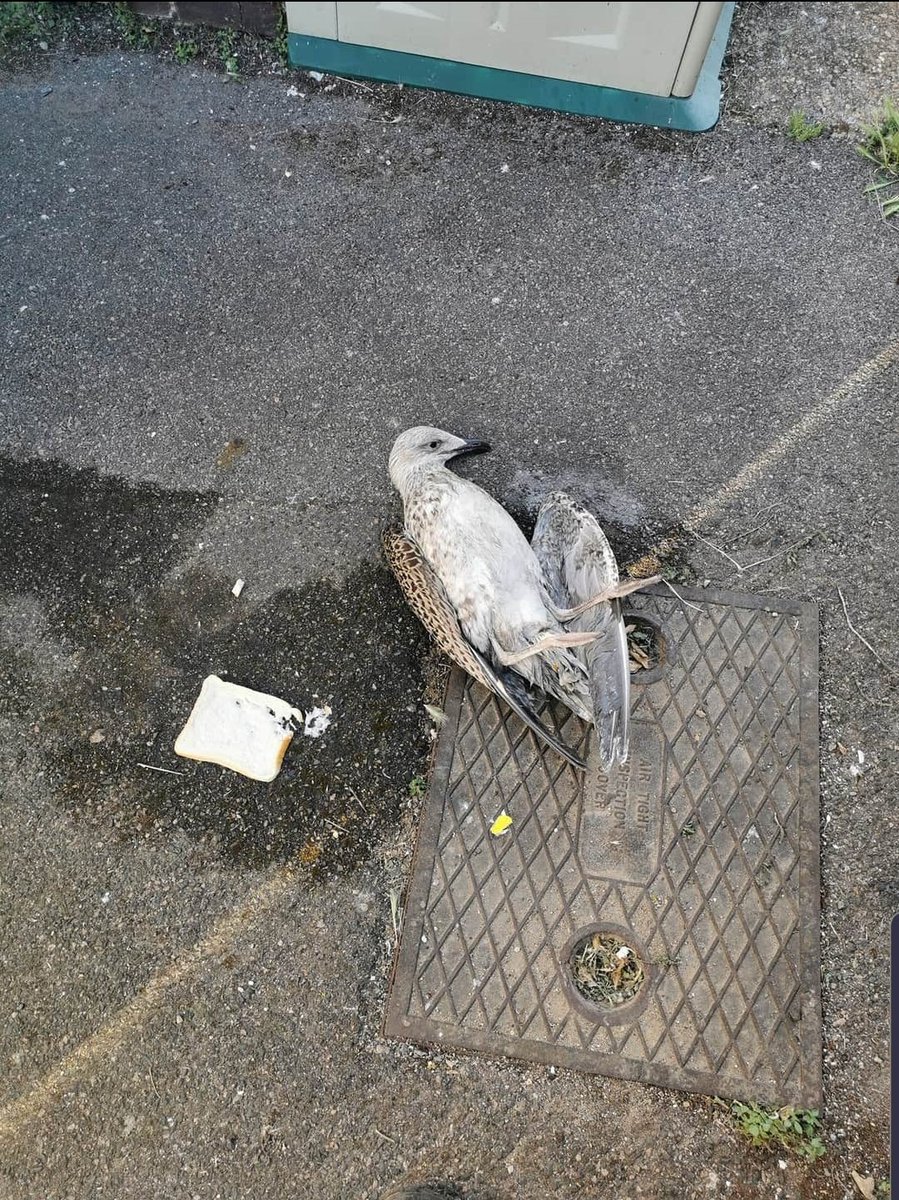 We were contacted by someone worried about this baby, they spoke to the <a href="/RSPCA_official/">RSPCA (England & Wales)</a> who said "leave it 24 hours then go back" another reason we can stand this organisation! We got them, bird is now with a vet. <a href="/ActionRspca/">Community Action to Reform RSPCA</a> <a href="/RSPCA_PATeam/">RSPCA Public Affairs</a> #useless #whatdoyoudo #dosomething