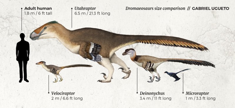 Utahraptor was estimated to have reached up to 7 m (23 ft) long and somewhat less than 500 kg (1,100 lb) in weight, comparable to a polar bear in weight, although the size and weight of Utahraptor has fluctuated a bit. Art by  @SerpenIllus.