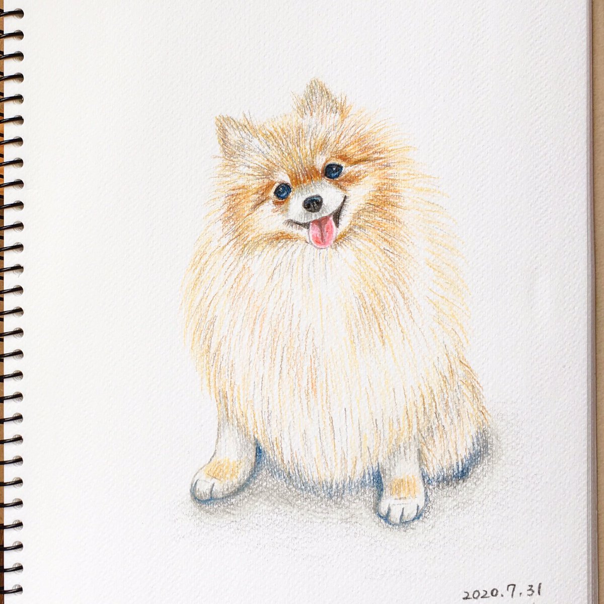 Chippoke ようこ 犬絵 ポメラニアン 色鉛筆画 色鉛筆イラスト イラスト 犬イラスト 犬の絵 犬 ポメ Chippoke犬絵