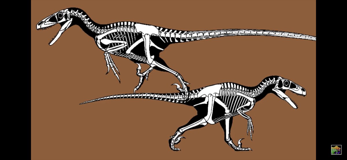 New depictions show Utahraptor as bulky with a larger head, a small torso, shorter arms, a short tail, and short, but stout legs, suggesting that Utahraptor was more of an ambush predator than a cursorial predator. Artwork by  @skeletaldrawing from  @EDGEinthewild.