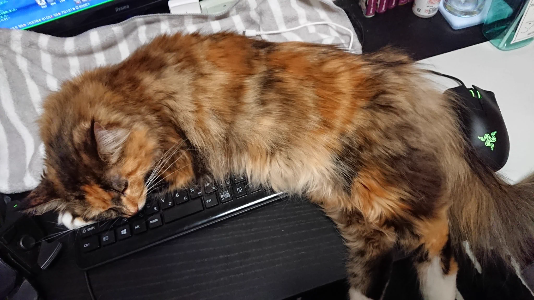 @kyuryuZ なんでこんなにキーボードの上が好きなのか謎ですよねｗ 