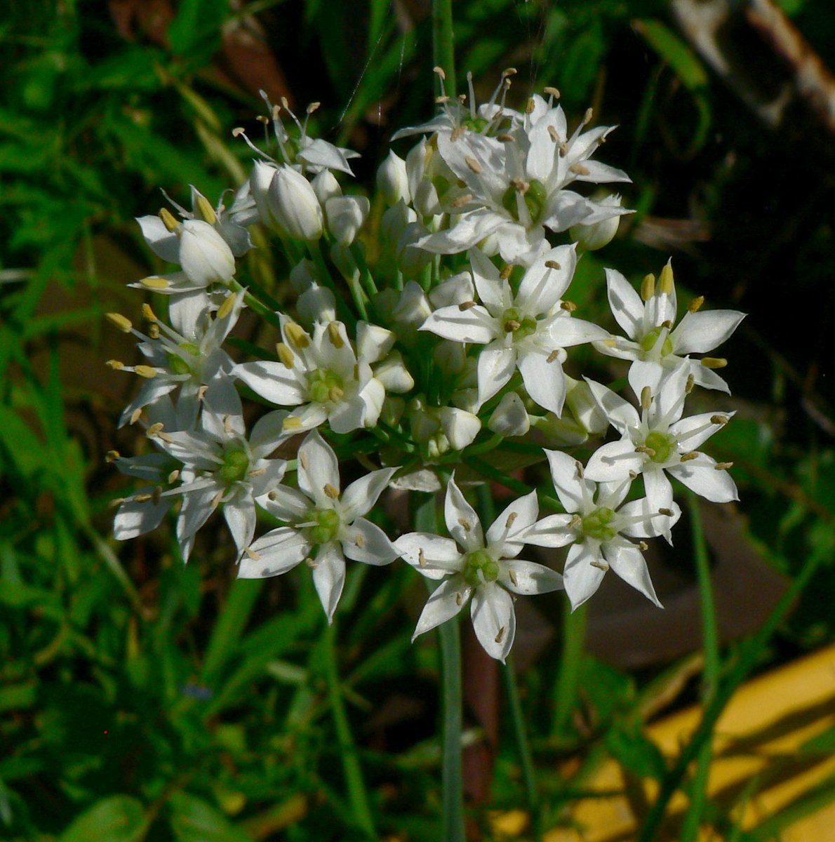 こころんグリーン ニラの花が目いっぱい開いています 今 一番きれいな状態だと思います 小さな白い花が ギュッと集まって開いています ニラ 白い花 夏の花 夏 山野草 野草 園芸 ガーデニング 熊本市南区 熊本 T Co Eulawag31y