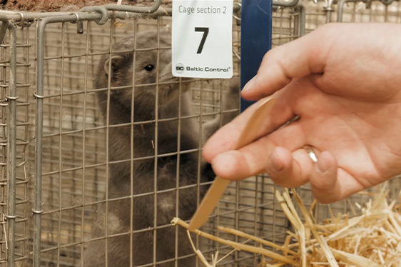 Sustainable_Fur's tweet photo. The EU has some of world's highest #animalwelfare standards in the world. When it comes to animals on #fur farms, #WelFur  provides additional assurance that they well taken care of.

To understand fully #EU legislation on animals, check below ⬇️

https://t.co/6sE95Hau5i https://t.co/PHsaXemGkU