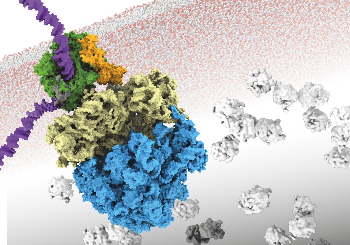 Our paper in collaboration with the Mahamid lab <a href="/embl/">EMBL</a> is out in Science 🥳 We describe the architecture of transcription-translation coupling in a prokaryote entirely from in-cell data. [1/8] science.sciencemag.org/content/369/65…
