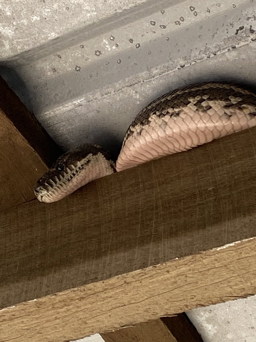 NancySommerfiel's tweet photo. 🐍 Oh hi...My name is Cecil! I am how you get a quorum...this beautiful species slithered in above me during today’s Toowoomba Riding for the Disabled gathering. #warmenough #hibernation #joeblake https://t.co/xT4kqPVdRI