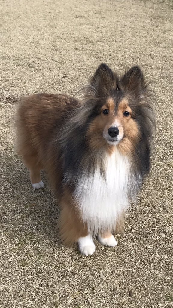 Sheltie_1128's tweet photo. お久しぶりです
コロナでお出かけできないし
姉しゃんわんこの美容師さんになって、かまってもらえないから毎日たいくつでしゅ
早くお友達にもあいたいなあ。
プティーより🦊
#シェルティ https://t.co/lijwkLcc9l