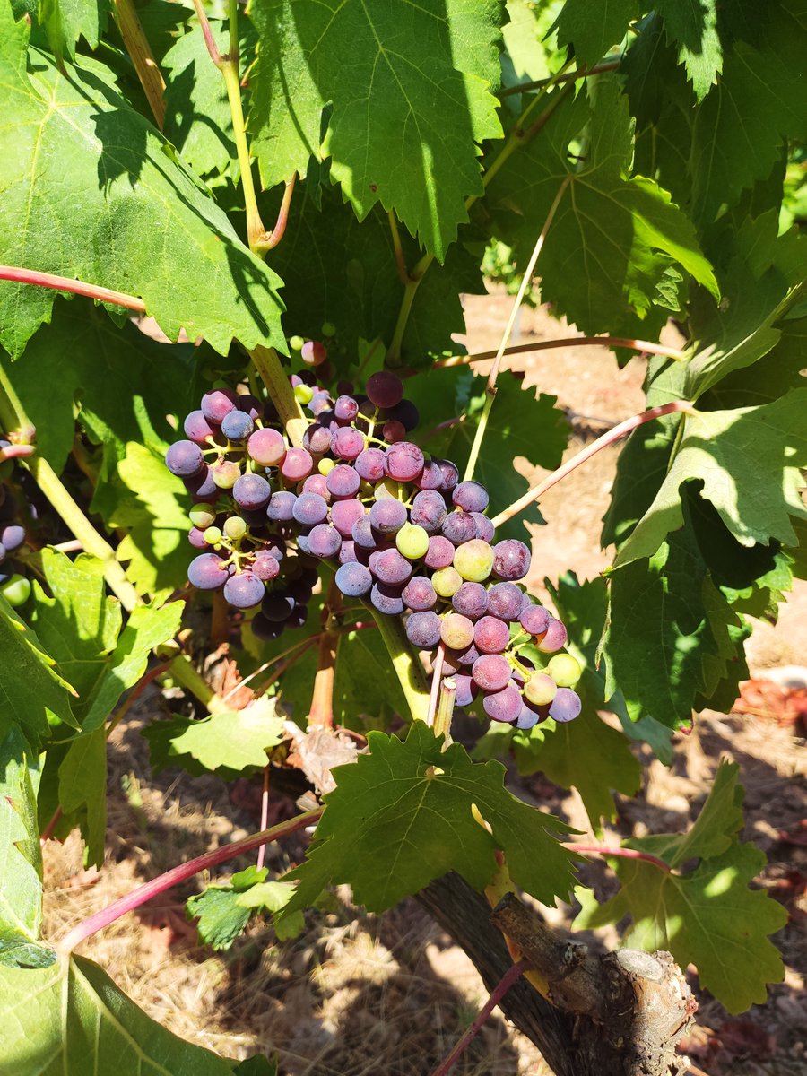 El envero, la maduración de los racimos de la uva, ha llegado a Son Vich de Superna. Este es el momento en que iniciamos la cuenta atrás para la vendimia.
¿Quieres venir a ver los preciosos colores del envero?
¡contáctanos! #mallorca #winelovers 
T +34 644223692