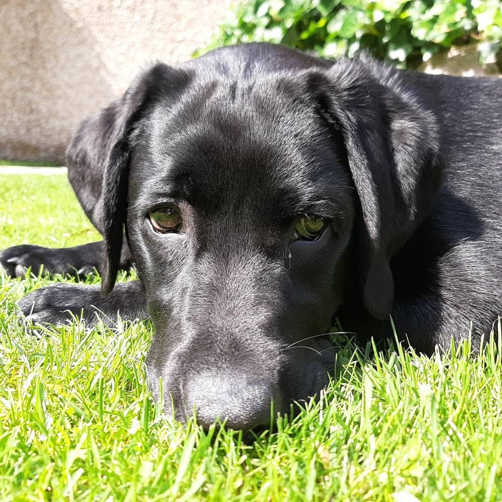 shirlieclaire's tweet photo. #Lockdownpup loving the #sunshine. Missing out on his first Games weekend but #pipemajor's wife is relishing the peace. https://t.co/Ryv7mCZSdW https://t.co/OK59jRTbmz